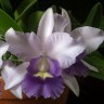 Орхидея Laeliocattleya Final Blue (отцвела)  