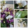 Орхидея Phalaenopsis stuartiana Pico Chip (отцвел)