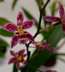 Орхидея Cambria  