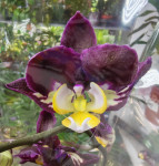 Орхидея Phalaenopsis  