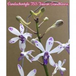 Орхидея Vandachostylis TSS Taiwan Gandharva (ещё не цвёл) 