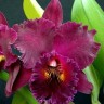 Орхидея Rth. Chialin Black Flower (еще не цвела)  