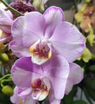 Орхидея Phalaenopsis Levante (отцвел)