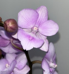 Орхидея Phalaenopsis Quiet Voice Big Lip, midi 