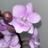 Орхидея Phalaenopsis Quiet Voice Big Lip, midi 
