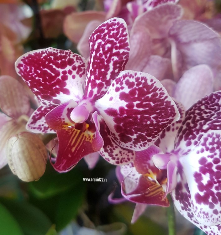 Орхидея Phalaenopsis Cadiz, multiflora 