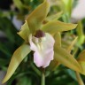 Орхидея Cymbidium Tiger Tail, midi (отцвел)