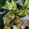Орхидея Cymbidium Tiger Tail, midi (отцвел)