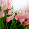 Anthurium Lili pink (отцвел)