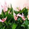 Anthurium Lili pink (отцвел)