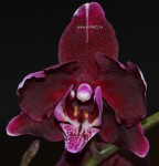 Орхидея Phalaenopsis Katrina 
