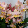 Орхидея Phalaenopsis Perfumе Scention, multiflora 