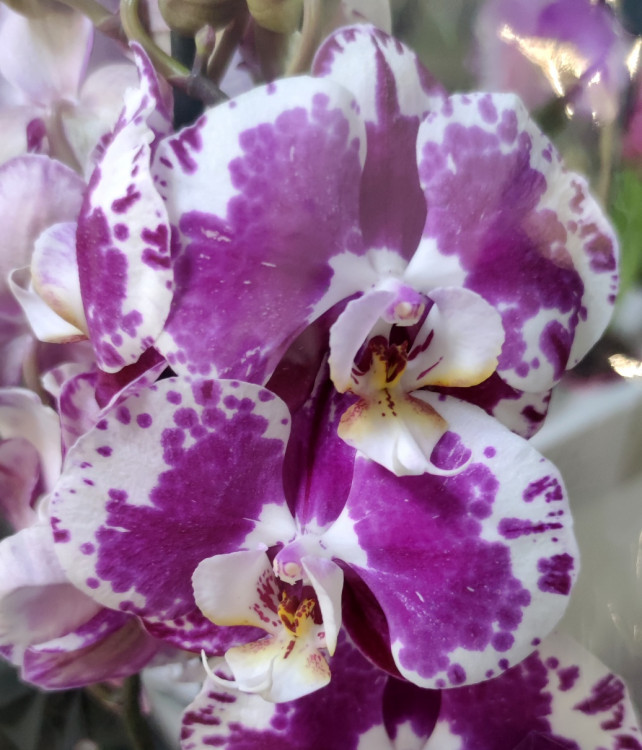 Орхидея Phalaenopsis (отцвёл, РЕАНИМАШКА)
