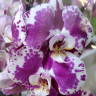 Орхидея Phalaenopsis (отцвёл, РЕАНИМАШКА)