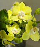 Орхидея Phalaenopsis Table Lemon, multiflora 