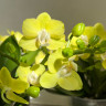 Орхидея Phalaenopsis Table Lemon, multiflora 