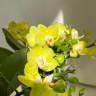 Орхидея Phalaenopsis Table Lemon, multiflora 