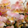 Орхидея Phal. Perfumе Valkion, multiflora (отцвел, РЕАНИМАШКА*)