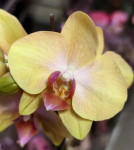 Орхидея Phalaenopsis midi (отцвел, РЕАНИМАШКА*)