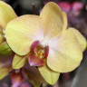 Орхидея Phalaenopsis midi (отцвел, РЕАНИМАШКА*)