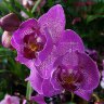 Орхидея Phalaenopsis