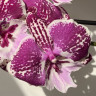 Орхидея Phalaenopsis Big Lip 