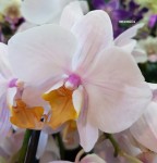 Орхидея Phalaenopsis, midi (отцвел)