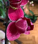 Орхидея Phalaenopsis Kimono peloric (отцвёл)