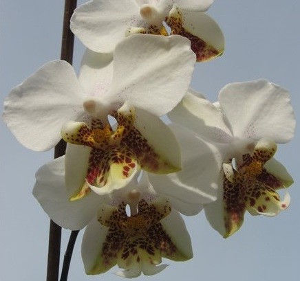 Орхидея Phalaenopsis stuartiana tipo x sib (еще не цвел)