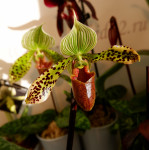 Орхидея Paphiopedilum sukhakulii 