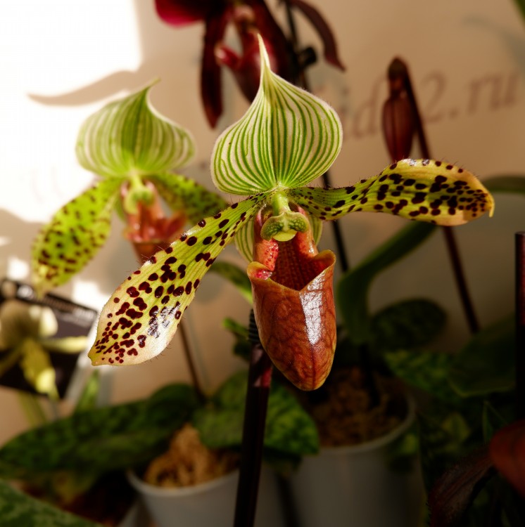 Орхидея Paphiopedilum sukhakulii 