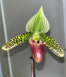 Орхидея Paphiopedilum sukhakulii 