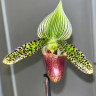 Орхидея Paphiopedilum sukhakulii 