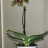 Орхидея Paphiopedilum sukhakulii 
