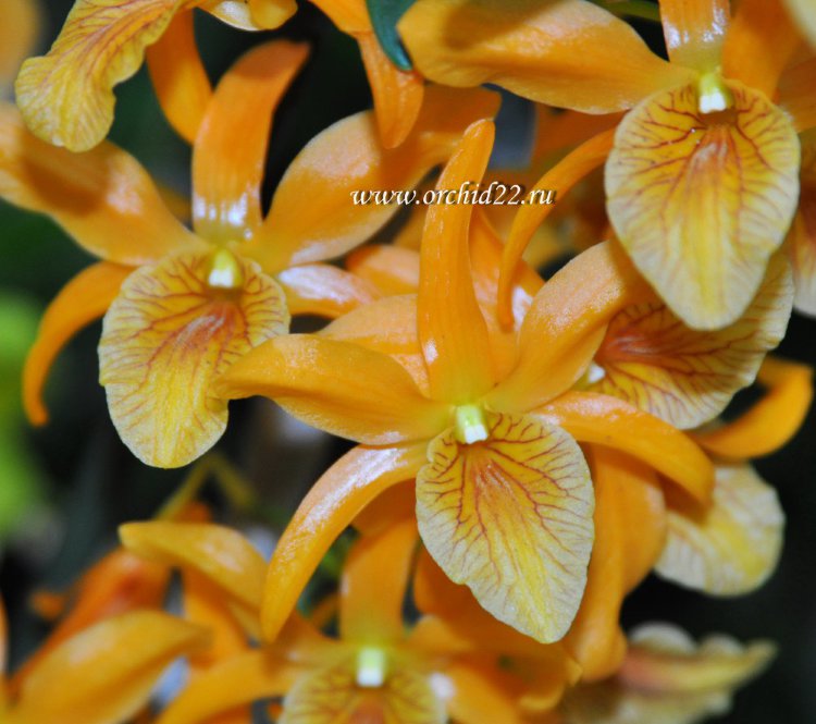 Орхидея Dendrobium Stardust Orange 