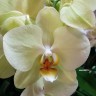 Орхидея Phalaenopsis Alassio (отцвел)