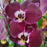 Орхидея Phalaenopsis Magdalena (отцвел)