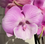 Орхидея Phalaenopsis Big Lip (отцвел)