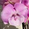 Орхидея Phalaenopsis Big Lip (отцвел)