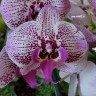 Орхидея Phalaenopsis Big Lip 