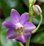 Орхидея Phalaenopsis Evarise Blue Angel (еще не цвел) 
