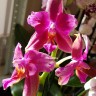 Орхидея Phalaenopsis Liodoro peloric (отцвел)