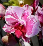 Орхидея Phalaenopsis Veronica (отцвел)