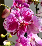 Орхидея Phalaenopsis Veronica 