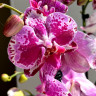 Орхидея Phalaenopsis Veronica 