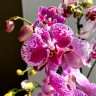 Орхидея Phalaenopsis Veronica 