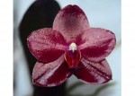 Орхидея Phalaenopsis Salu's Fragrancy (РЕАНИМАШКА, отцвел)  