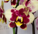 Орхидея Phalaenopsis Yellow Cow (отцвел)