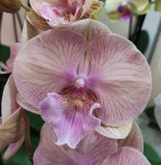 Орхидея Phalaenopsis, Big Lip  