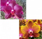 Орхидея Phal. Sogo Relex '1661' × Phal.Sogo Lawrence (отцвел)  